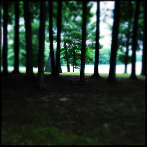 in the woods