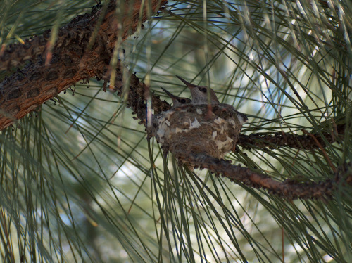 hummingbird twins HPIM0960