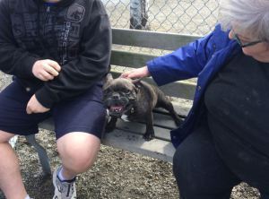 Lulu seeking attention #3