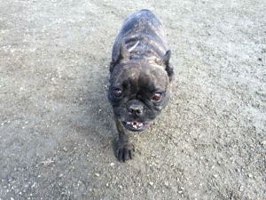 Lulu needs braces