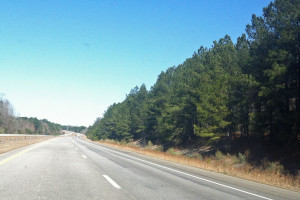 RP forest road