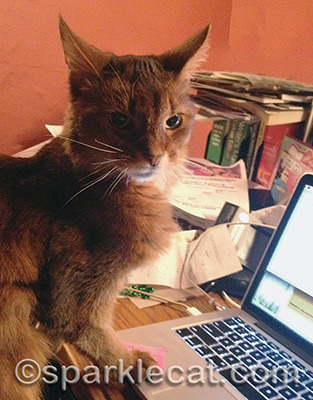I am almost positive my human slacked off while she was away