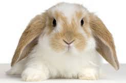 bunny