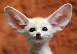 fennec fox
