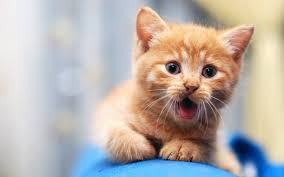 kitten