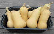 butternut squash