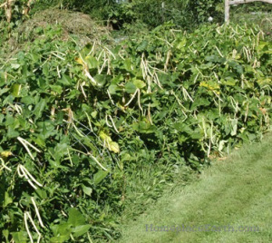 Mississippi Silver cowpeas
