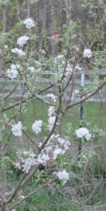 williams pride in full bloom 2013 - closeup-BLOG