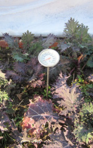 compost thermometer in kale bed
