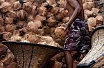 brown-coconuts-10056349