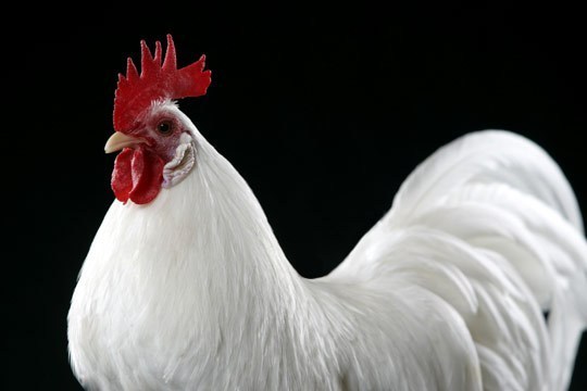 White leghorn rooster.