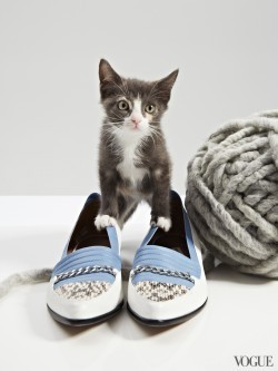cats_kittens_shoes