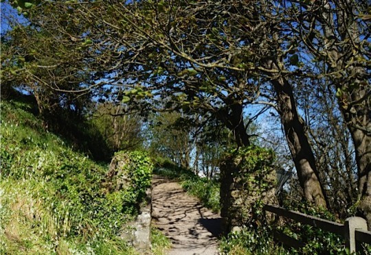 The beautiful cliff walk in Ardmore, Ireland