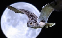 night-owl