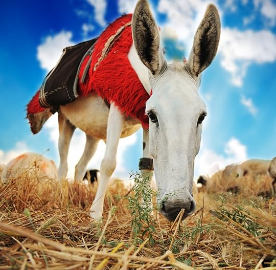 Donkey
