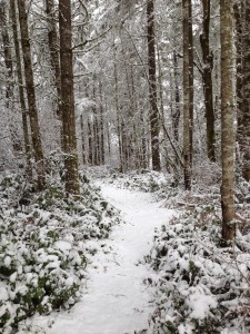 Magical trail into a winter wonderland.