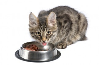 cat_eating