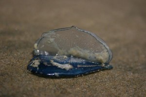 grey blue bottle jellyfish