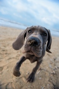grey puppy