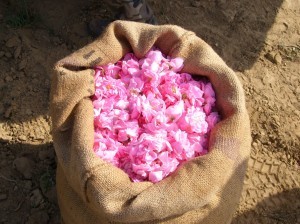 burlap roses