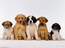 PuppiesNatlPuppyDayMarch23