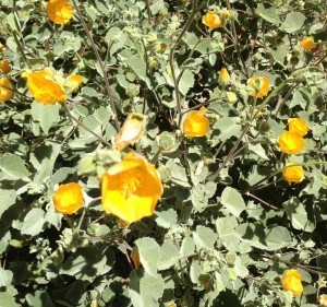 Carolyn Ash - Indian Mallow
