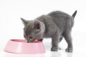 kitten_eating_bowl