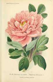 paeonia moutan