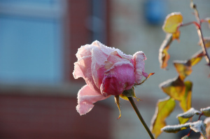 A frosty rose in Cambridge, UK