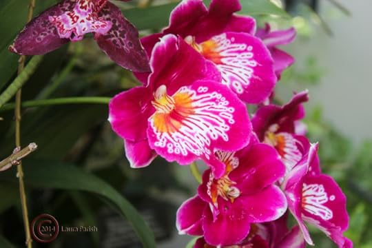 orchid pink milton like