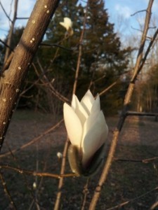 20140322_183659 (263x350)