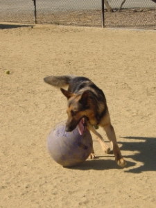Oka herding ball