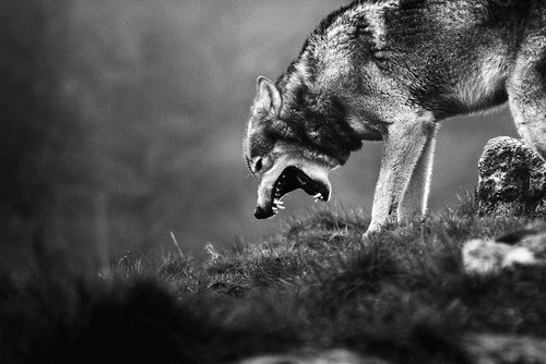 photo tumblr_mc73p3pUZX1rgppqso1_500_zps0cd4ea9e.jpg