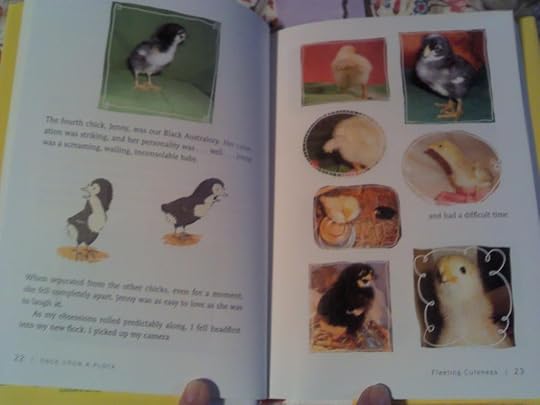 chicks photo 2014-03-28_10-40-44_197.jpg