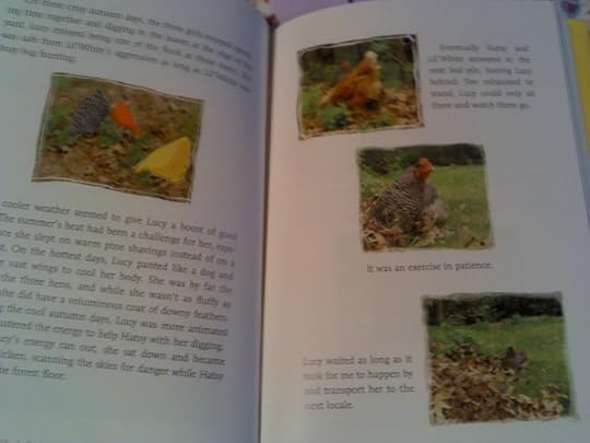 chickens photo 2014-03-28_10-41-20_556.jpg