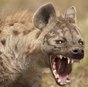 jackal