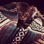 Boo Boo knows how to keep warm. 