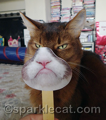I really didn't need this to look grumpy - can you tell?