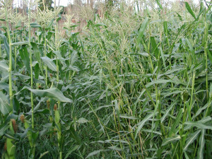 Teosinte plants. Image courtesy Univ. Missouri