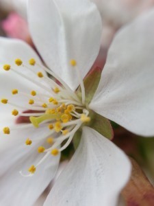 macro blossom