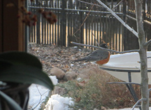 MarchRobin