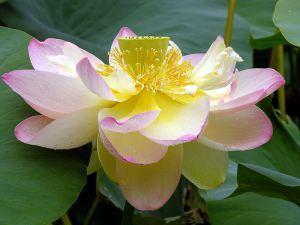 800px-Lotus_Nelumbo_nucifera_Flower_Large_3264px
