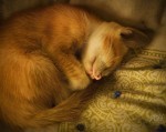 sleep.