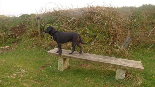 Queen of the Bench