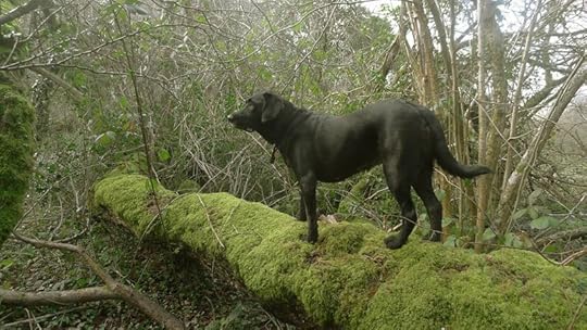 Queen of the Jungle