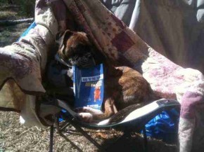 Smart boxer reading Bo's book.