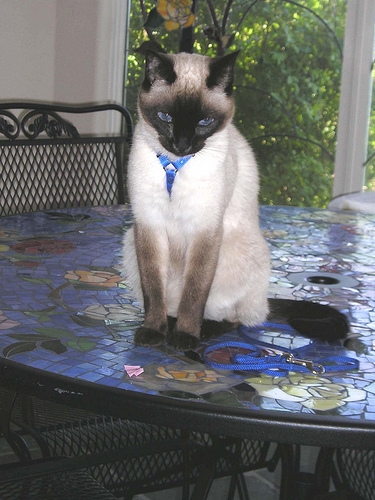seren leash & table