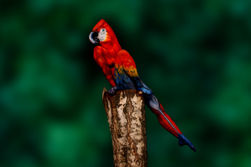 parrot-body-painting-by-johannes-stotter-1