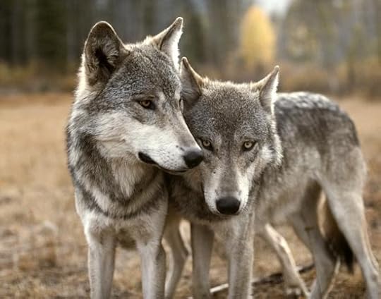 Image and video hosting by TinyPic