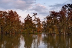 Louisiana bayou _small
